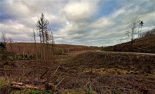Im gesamten Hochstift fehlen derzeit 10.000 Hektar Wald. - Simone Flörke