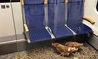 Dieses von der Deutschen Bahn AG zur Verfügung gestellte Foto zeigt die Hühner in dem Zugabteil.   - -/Deutsche Bahn AG/dpa