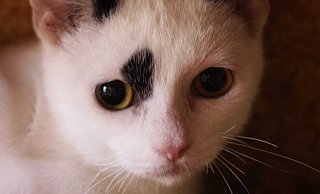 Diese Katze stammt aus einem schweren Fall von Animal-Hording, der im Juli in Herford aufgedeckt wurde.ZUsammen mit 31 weiteren Tieren wurde sie aus einer Dachgeschosswohnung gerettet. Alle Tiere sind sehr scheu. - Tierheim Bünde
