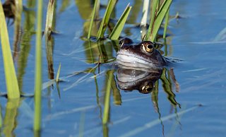 Der Moorfrosch bevorzugt Lebensräume mit einem hohen Grundwasserstand. - Ch. Venne