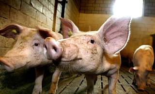Was hat das Verbraucherinformationsgesetz mit Schlachthöfen zu tun: Es will die Verbraucher in die Lage versetzen, als „Sachwalter des Allgemeininteresses“ die Einhaltung der Bestimmungen über Tiergesundheit und den Tierschutz umfassend zu kontrollieren. Die Daten müssen demnach zugänglich gemacht werden. - Andreas Frücht