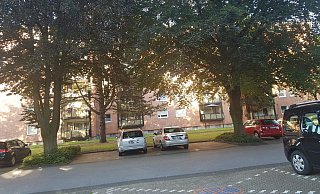 Die zwei Rotbuchen rechts und links sollen für zwei weitere Parkplätze gefällt werden. - Kristina Klein