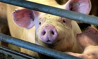 Geschlachtet werden die Schweine bei Tönnies an einem anderen Standort. - Andreas Frücht