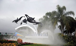 Zum Schutz von Meeressäugern: Dertour nimmt Ausflüge wie ins Seaworld in Florida aus seinem Programm. - Preston Mack/EPA/dpa-tmn