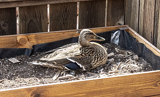 Stockente "Martha" brütet im Hochbeet auf dem Balkon von Anja-Christina Kahle acht Eier. - Jörg Dieckmann