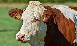 Zwei Rinder sind während der Verladung ausgebrochen. Die beiden Wiederkäuer mussten erschossen werden. - PIXABAY