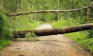 Auf Waldspaziergänge sollte man am Wochenende besser verzichten. - (Symbolbild) Pixabay