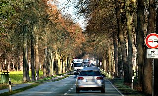 Links und rechts stehen uralte Bäume, dazwischen rollt der Verkehr über die B 61. - Andreas Frücht