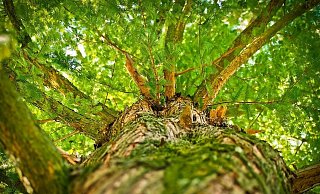 Bis die Bäume so groß sein werden, wird es noch eine ganze Zeit dauern. - (Symbolbild): Pixabay