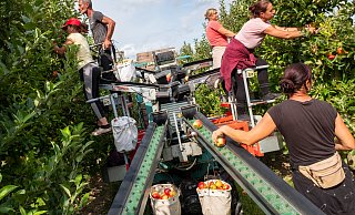 Arbeiter bei der Apfelernte auf dem Obsthof Otte in Vorbereitung für den 29. Hiddenhauser Apfeltag. - Ralf Bittner
