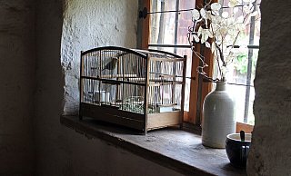 Manchmal hinterlassen verstorbene Bielefelder außergewöhnliche Dinge - und Lebewesen. - Manfred Antranias Zimmer/Pixabay