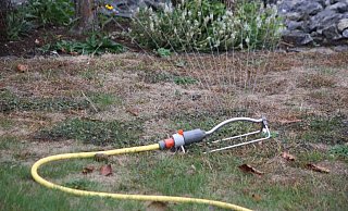 Grün braucht Wasser: Experten geben Tipps, wie der Garten mit wenig Wasser auch bei heißen Temperaturen schön bleibt. - Regina Brucksch