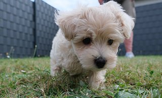 Der Maltipoo "Milo" ist ein neugieriges Wesen. Vorerst gehen die Besitzer aber nur sehr vorsichtig mit ihm außerhalb des Gartens Gassi. - Ulf Hanke