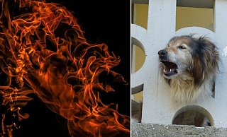 Vierbeiniger Retter: Ein Hund im Nachbarhaus bellte so laut, dass sein Besitzer auf die gefährlichen Flammen an dem Wohnhaus aufmerksam wurde. - Symbolfotos: pixabay / Creative Commons