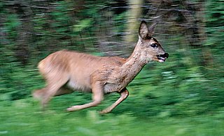 Ein 22-Jähriger ist nach eigenen Angaben einem Reh ausgewichen und in den Straßengraben gefahren. Er war angetrunken. - Kurt Blaschke