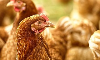 Fünf der sechs gestohlenen Hühner sind wieder aufgetaucht. - (Symbolbild) Pixabay