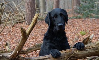 Die Polizei Paderborn ruft Hundehalter weiterhin zu erhöhter Vorsicht in Sachen Gift- und Nagelköder auf. - (Symbolbild) Pixabay
