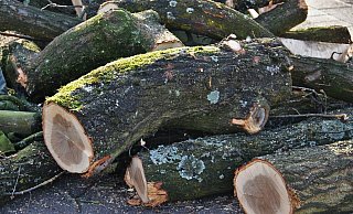 Mehrere Bäume müssen gefällt werden, weil sie abgestorben sind. - Themenfoto/Pixabay