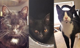 Diese drei Katzen wurden von den Tierschützern aus dem Haus in Ennigloh gerettet. - Tierschutzverein Bünde