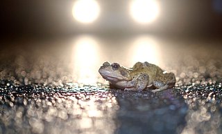 Die ersten Kröten wurden in Herford bereits überfahren. Für sie kommen die Krötenzäune zu spät. - picture alliance / dpa Themendienst