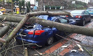 Drei umgekippte Ahornbäume haben auf der Brunnestraße in Bad Driburg am Montagmorgen fünf Autos schwer beschädigt. - Burkhard Battran