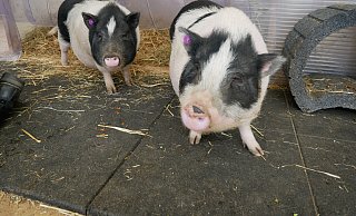 Die drei Mini-Schweine Warny, Randy und Elfi leben mit ihren Hybrid-Nachkommen im Lübbecker Tierheim. Im Schweinestall tummeln sich inzwischen 12 Ferkel. - Sonja Vollmer