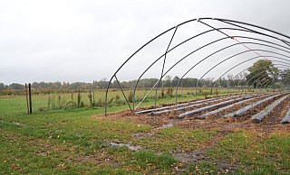 Verboten: Einige der Erdbeer-Reihen lagen auf der Fläche der Altdeponie. Die Umweltabteilung des Kreises hat die landwirtschaftliche Nutzung vor drei Jahren untersagt. - Ludger Osterkamp