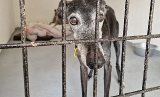 Tausende spanische Windhunde warten in Heimen auf ein liebevolles Zuhause. - Candy Wittenberg