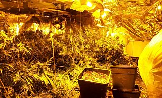 Archivbild: Blick in eine Hanfplantage. Die Pflanzen werden unter standardisierten Bedingungen aufgezogen. - Polizei Höxter