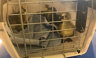 Gänse-Küken in einer Transportbox auf dem Streifenwagen der Autobahnpolizei Bielefeld. - Autobahnpolizei Bielefeld