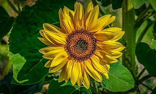 Von der Nischenpartei zum Wähler-Liebling: Ihrem Logo mit der Sonnenblume sind die Grünen treu geblieben.