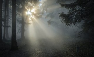 Spaziergänger machten im Wald an der Lämershagener Straße einen grausigen Fund: Ein Hund hing an seiner Leine in einem Baum - elendig erstickt. - Symbolfoto: Pixabay Creative Commons