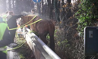 Ein Pferd befand sich bei Löhne hinter einer Leitplanke und musste aufwendig gerettet werden. - Claus Frickemeier