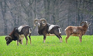 Nun wird um die zwölf Tiere weiter gestritten - vor dem Bundesverwaltungsgericht. - Andreas Frücht