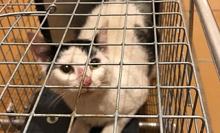 Die sehr scheuen Katzen werden nach ein paar Wochen im neuen Zuhause zutraulich. - Tierheim Gütersloh