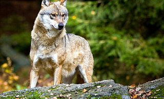 Wölfe sind mittlerweile wieder in weiten Teilen Deutschlands heimisch – auch in OWL. - dpa