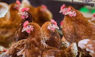 Ein mit dem Vogelgrippevirus H5N5 infizierter Mensch ist in den USA gestorben. (Symbolbild) - Julian Stratenschulte/dpa