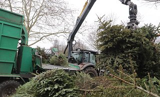 Das Unternehmen Schröder hat im vergangenen Jahr die ausgedienten Weihnachtsbäume direkt an den Sammelstellen in Löhne in den Häcksler bugsiert. - Susanne Barth