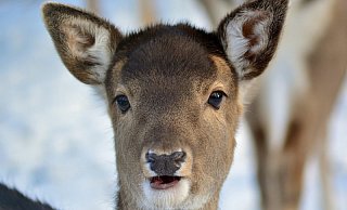 "Reh auf Eis" - auch für erfahrene Feuerwehrleute eine ungewöhnliche Alarmierung.  - Symbolfoto/Pixabay