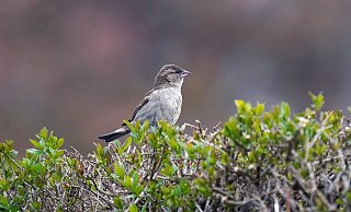 Vögel bauen gern Nester in Hecken. - Symbolfoto: Pixabay