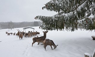 Auf der Suche nach Futter im Wildpark Willebadessen: Die Massen an Schnee fordern auch den Tieren einiges ab. Nur wenige Spaziergänger statteten dem Park einen Besuch ab. - Stefan Köneke