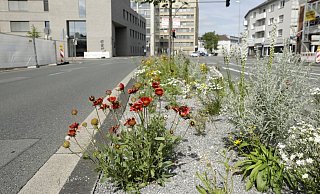 Auf fünf Mittelinseln entlang der Friedrich-Ebert-Straße hat die Stadt Gütersloh Staudenmischpflanzungen anlegen lassen. - Stadt Gütersloh