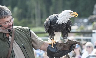 Immer aufmerksam: Die Adler der Warte in Berlebeck hören nur auf die erfahrenen Falkner. - Foto: Jörg Dieckmann