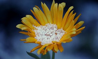 Kommt der Winter zu Beginn der Sommerzeit noch einmal zu einer Stippvisite zurück? - Pixabay