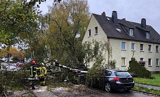 In Bad Oeynhausen kippte eine große Birke in der Albert-Rusch-Straße um und beschädigte zwei geparkte Autos. - Polizei Minden-Lübbecke