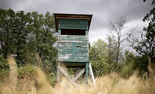 Von einem Hochsitz sichtet ein Jäger im nördlichen Rheinland-Pfalz ein größeres katzenartiges Tier. (Symbolbild) - Tim Würz/dpa