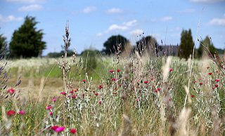 Heidenelke auf dem früheren Flugplatz. - Patrick Menzel