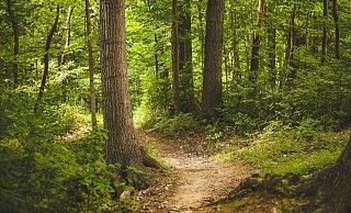 Im Beverunger Stadtwald sollen Flächen für Bannwälder ausgewiesen werden, auf denen sich der Wald in seinen Urzustand zurückverwandeln kann. - Symbolbild Pixabay