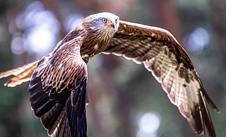 Wer etwas Glück hat, kann einen Rotmilan beobachten. - Pixabay