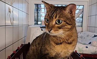 Der bengalische Kater Paul ist zehn Jahre alt. Vor mehr als zwei Jahren ist er plötzlich in Herford verschwunden – und jetzt in Gütersloh wieder aufgetaucht. - Tierheim Gütersloh